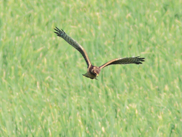 Northern Harrier