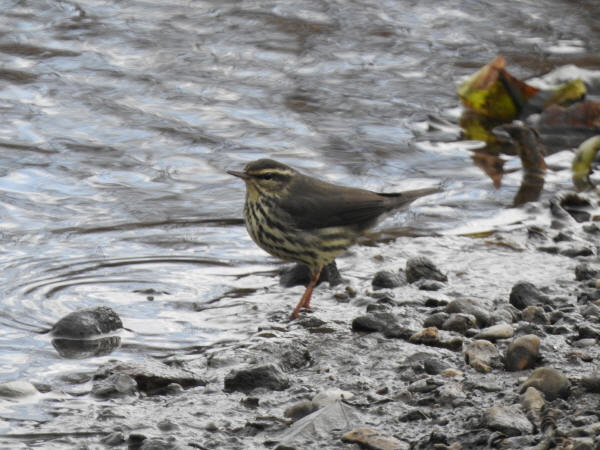 Northern Waterthrush