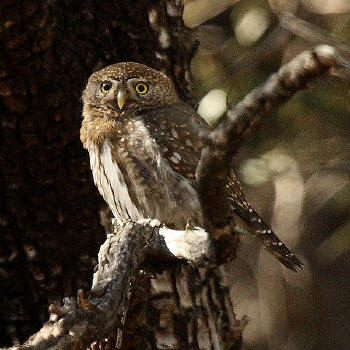 Northern Pygmy-owl by Dominic Sherony from wikipedia.org