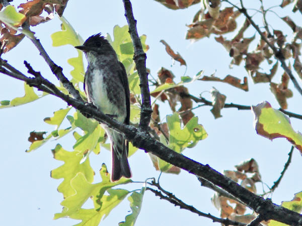 Olive-sided Flycatcher