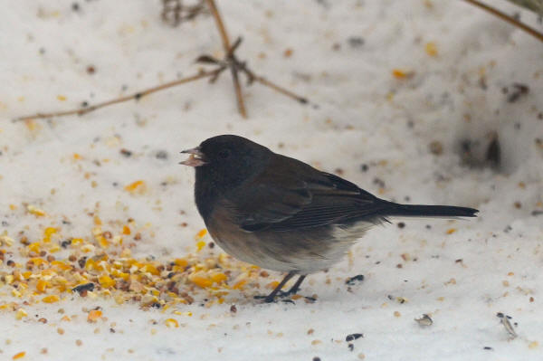 "Oregon" Junco