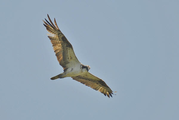 Osprey