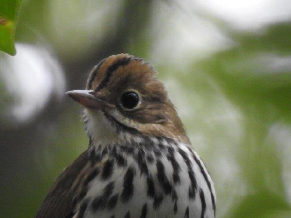 Ovenbird