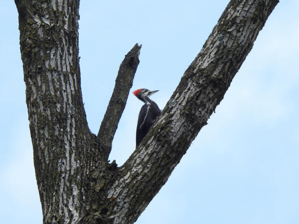 Pileated Woodpecker