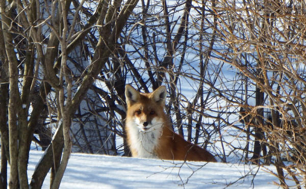 Red Fox