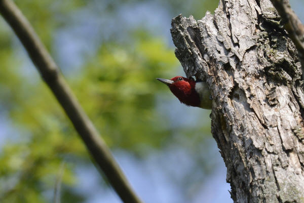 Red-headed Woodpecker