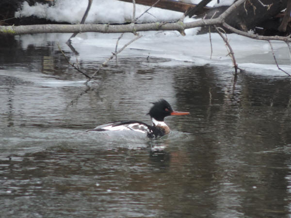 Red-breasted Merganser