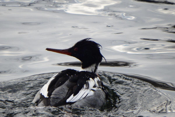 Red-breasted Merganser