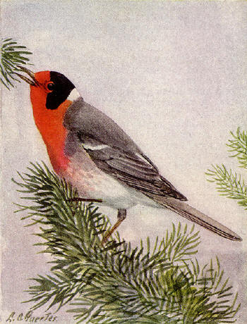 Scan of 1917 National Geographic Magazine