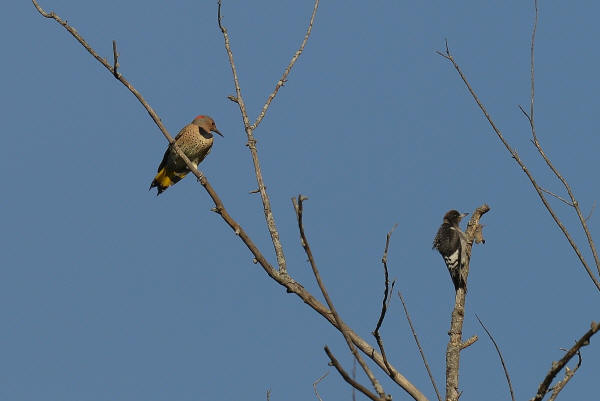 Immature Red-headed Woodpecker and Northern Flicker