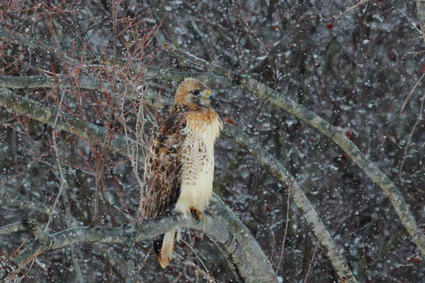 Red-tailed Hawk