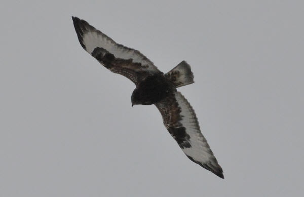 Rough-legged Hawk