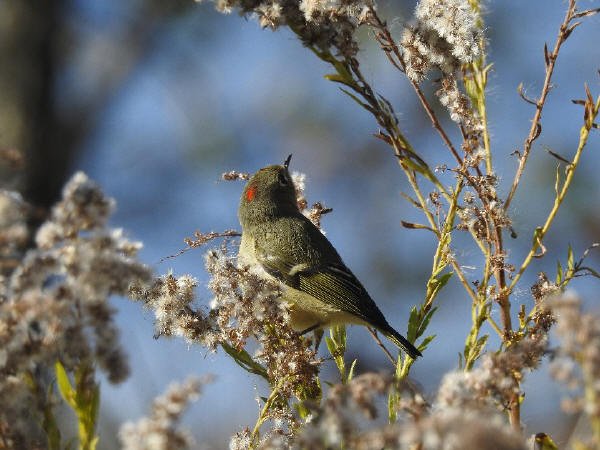 Ruby-crowned Kinglet