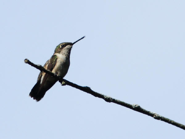 Ruby-throated Hummingbird