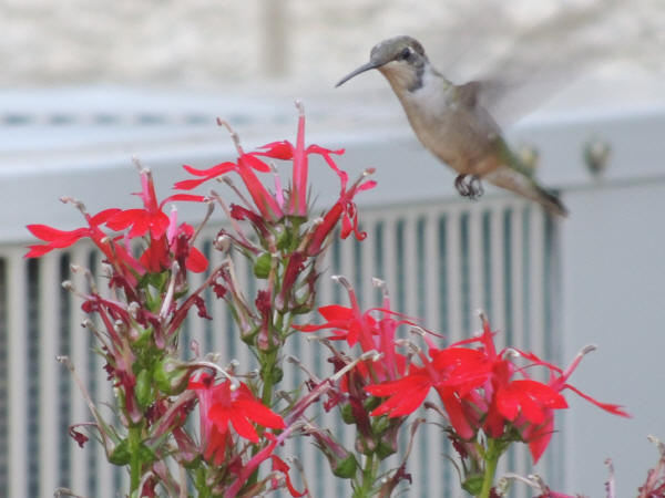 Ruby-throated Hummingbird