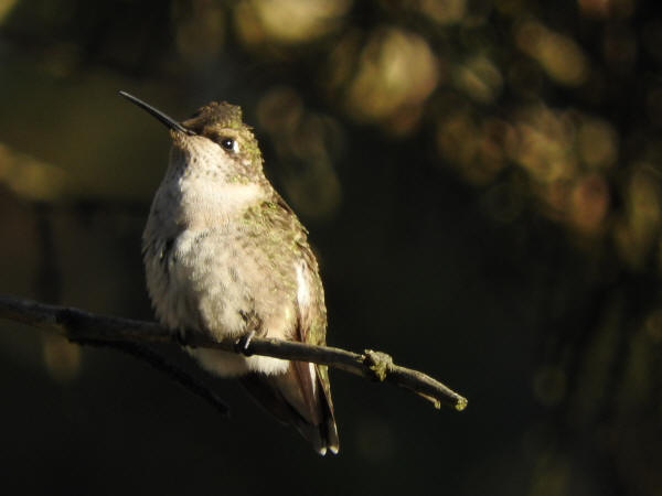 Ruby-throated Hummingbird