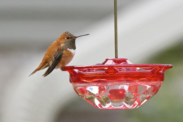 Rufous Hummingbird