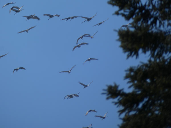 Sandhill Cranes