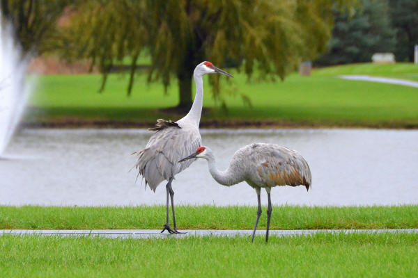 Sandhill Cranes