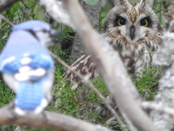 Short-eared Owl