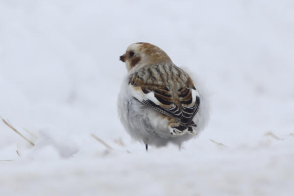 Snow Bunting