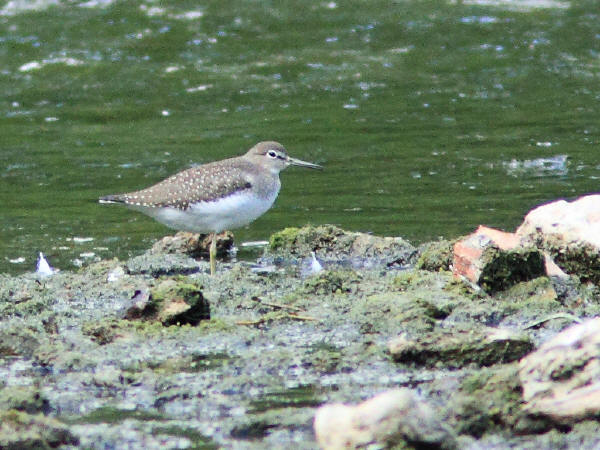 Solitary Sandpiper