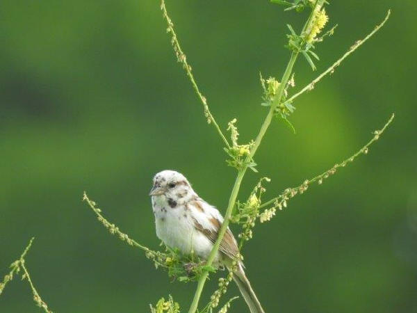 Leucistic Song Sparrow
