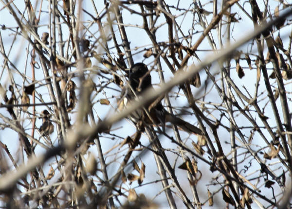 Spotted Towhee