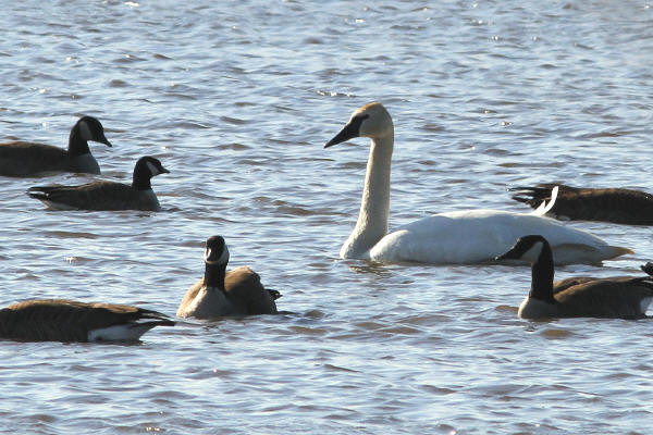Trumpeter Swan and Cackling Goose