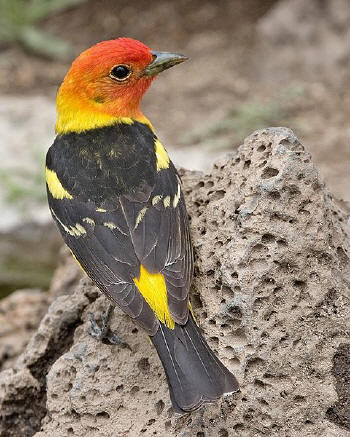 Western Tanager from www.naturepicsonline.com