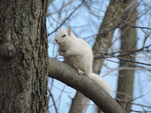 White-morph squirrel