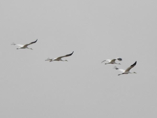 Whooping Cranes