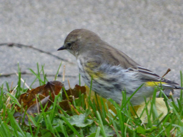 Yellow-rumped Warbler