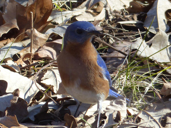 Eastern Bluebird
