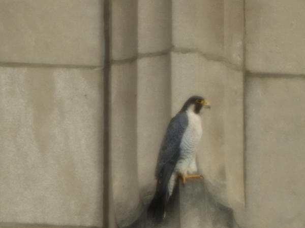 Peregrine Falcon