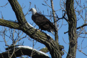 Adult Bald Eagle