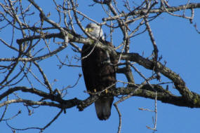 Adult Bald Eagle