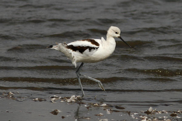 American Avocet
