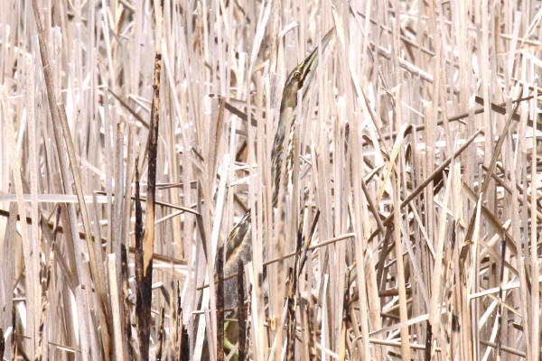 American Bittern