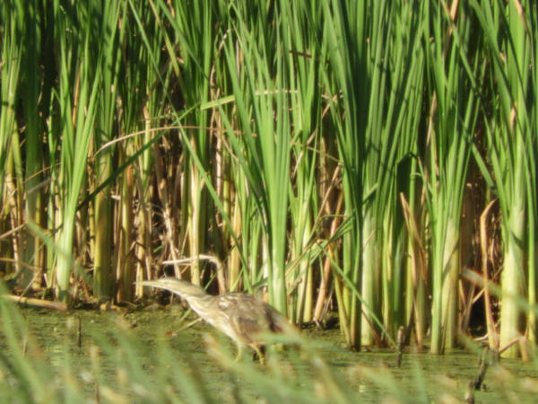 American Bittern