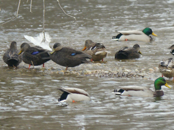 American Black Ducks
