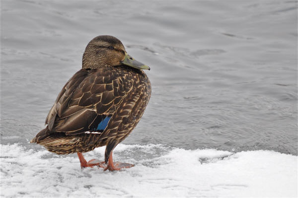 American Black Duck