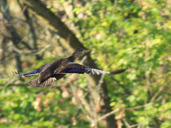 American Black Duck