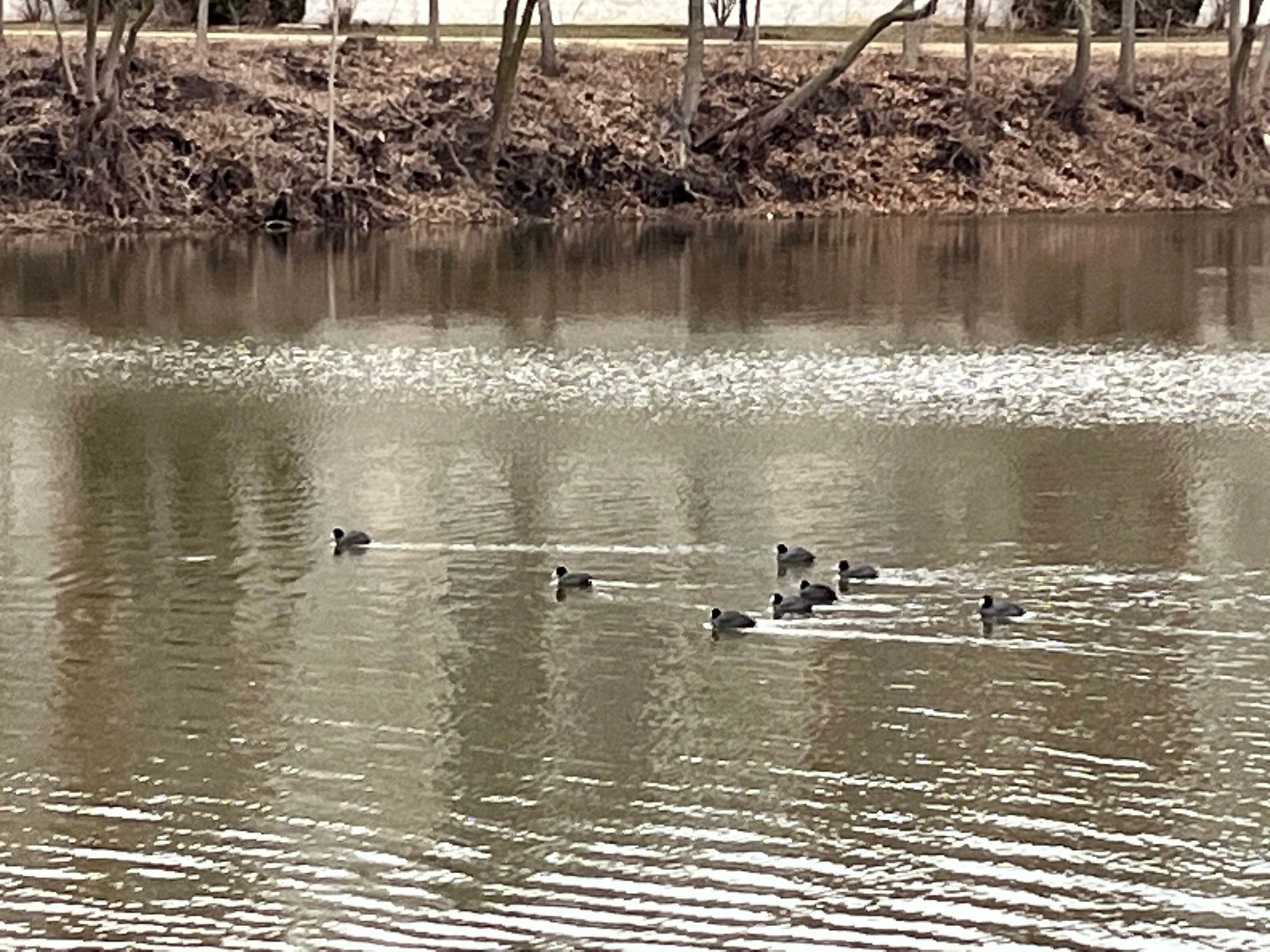 American Coots