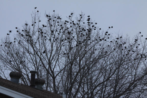 American Crows