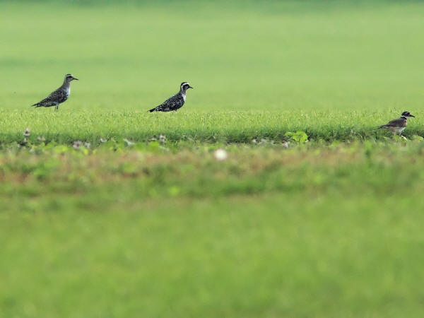 American Golden-Plover