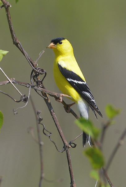 American Goldfinch