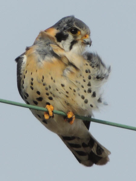 American Kestrel