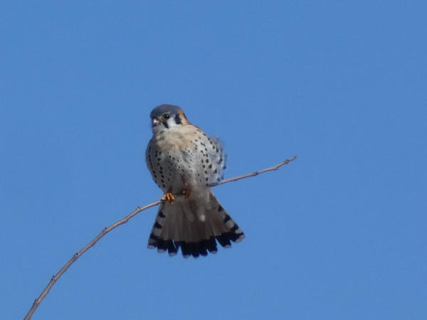 American Kestrel