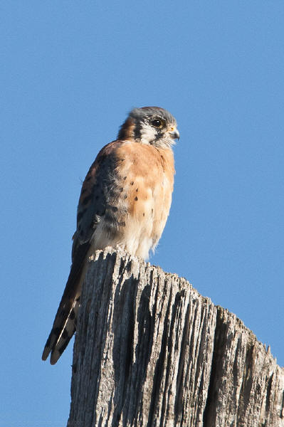 American Kestrel